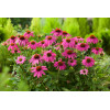 Jeżówka purpurowa 'Pow Wow Wild Berry' | Echinacea purpurea