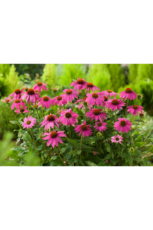Jeżówka purpurowa 'Pow Wow Wild Berry' | Echinacea purpurea