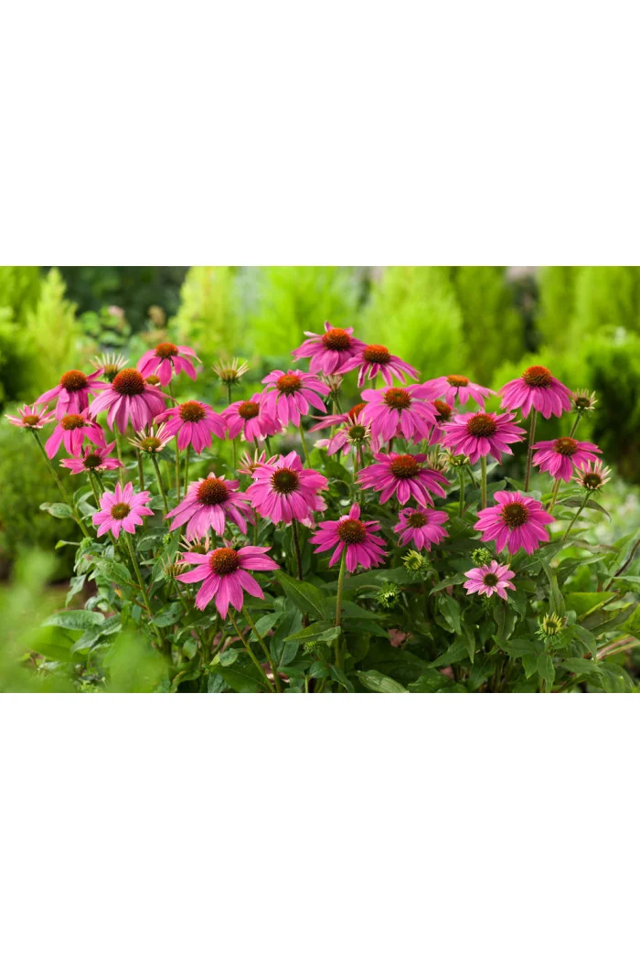 Jeżówka purpurowa 'Pow Wow Wild Berry' | Echinacea purpurea