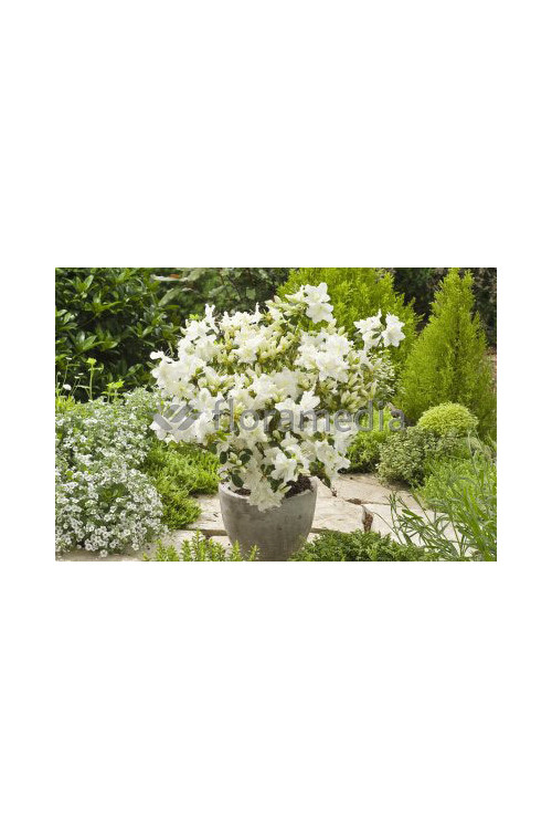 Azalia japońska 'Schneewittchen' Azalea japonica