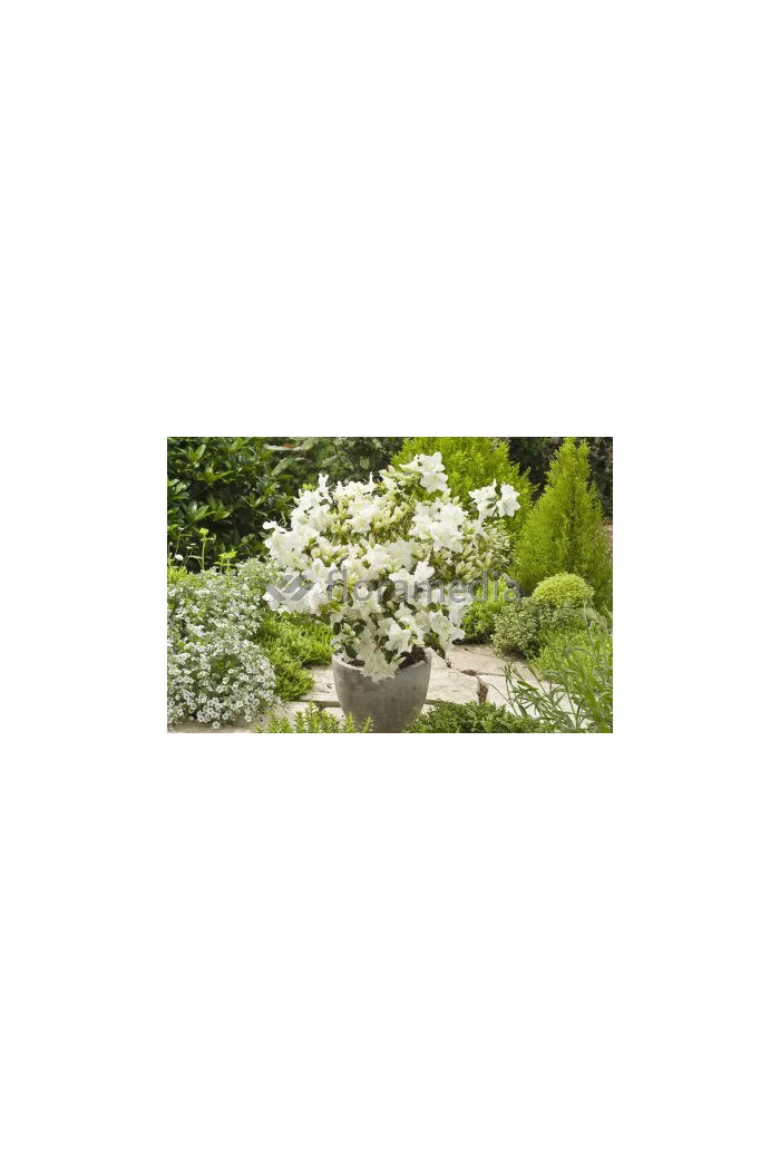 Azalia japońska 'Schneewittchen' Azalea japonica