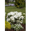 Azalia japońska 'Schneewittchen' Azalea japonica
