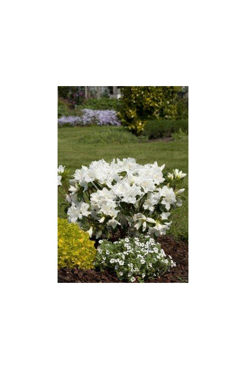 Azalia japońska 'Schneewittchen' Azalea japonica