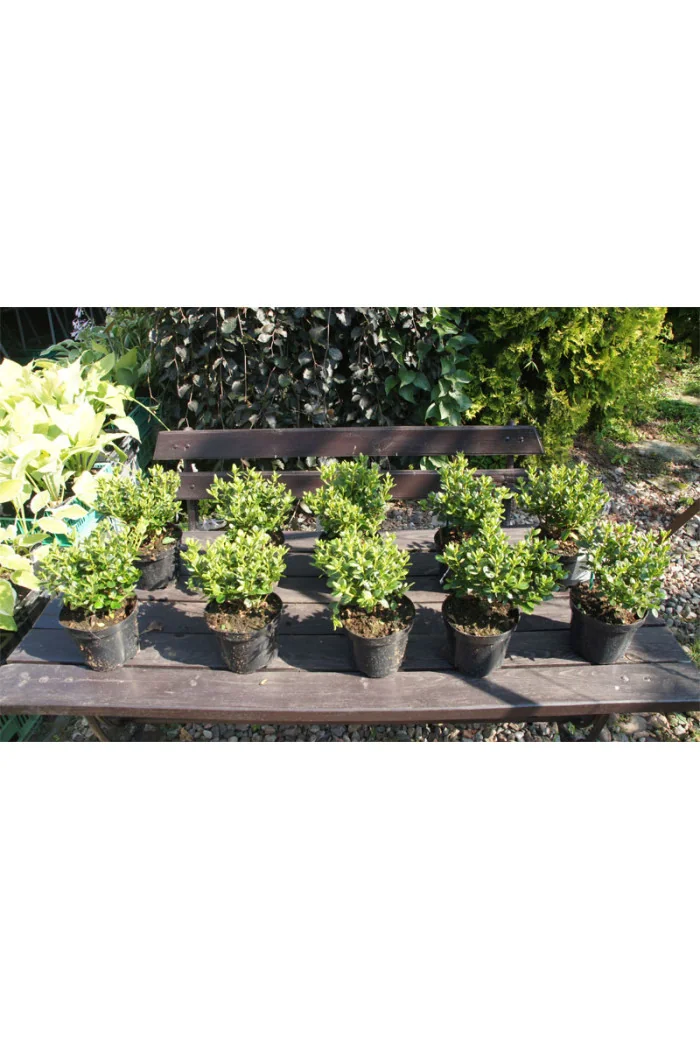 Azalia japońska 'Schneewittchen' Azalea japonica