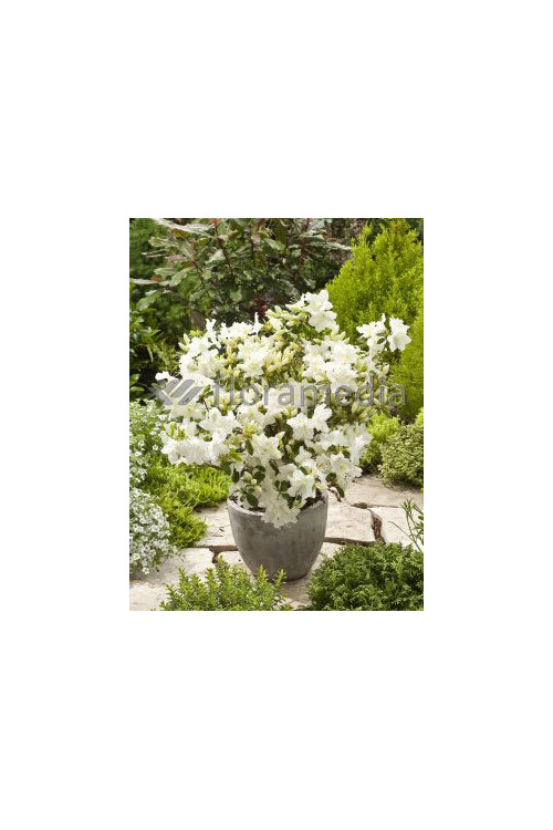 Azalia japońska 'Schneewittchen' Azalea japonica