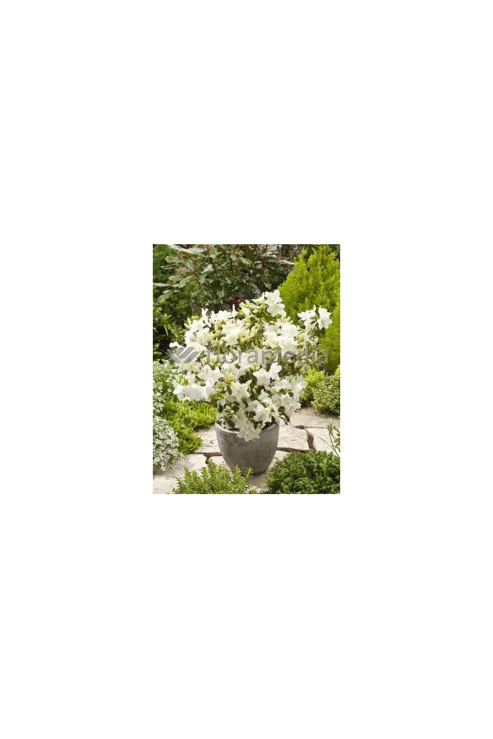 Azalia japońska 'Schneewittchen' Azalea japonica