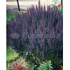 Szałwia omszona 'Ostfriesland' Salvia nemorosa