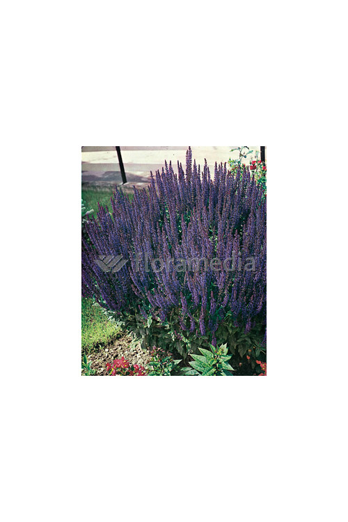 Szałwia omszona 'Ostfriesland' Salvia nemorosa