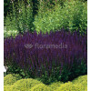 Szałwia omszona 'Ostfriesland' Salvia nemorosa