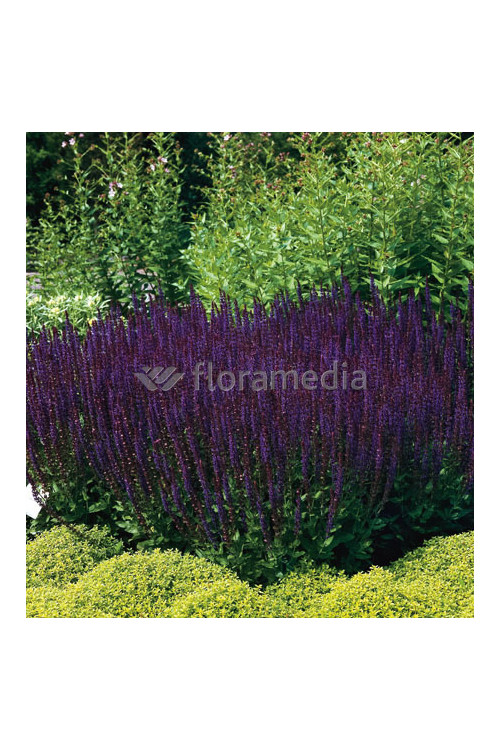 Szałwia omszona 'Ostfriesland' Salvia nemorosa