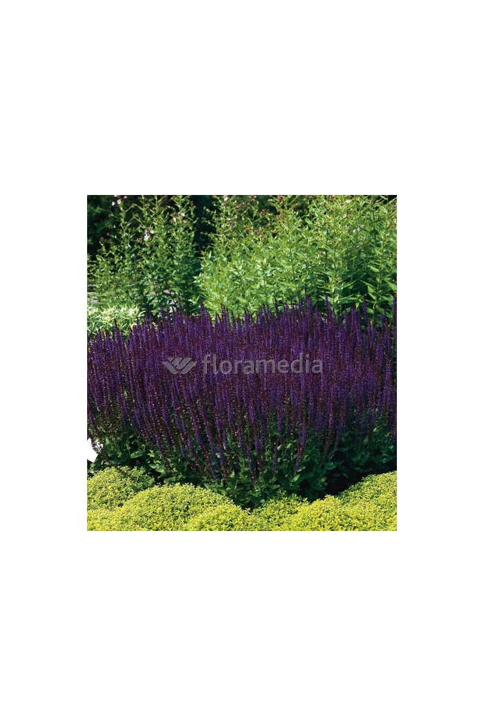 Szałwia omszona 'Ostfriesland' Salvia nemorosa