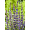 Szałwia omszona 'Ostfriesland' Salvia nemorosa