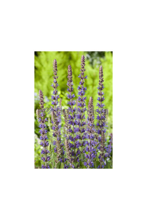 Szałwia omszona 'Ostfriesland' Salvia nemorosa