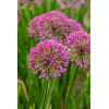 Czosnek 'Millenium' | Allium