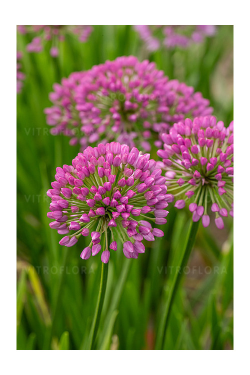 Czosnek 'Millenium' | Allium