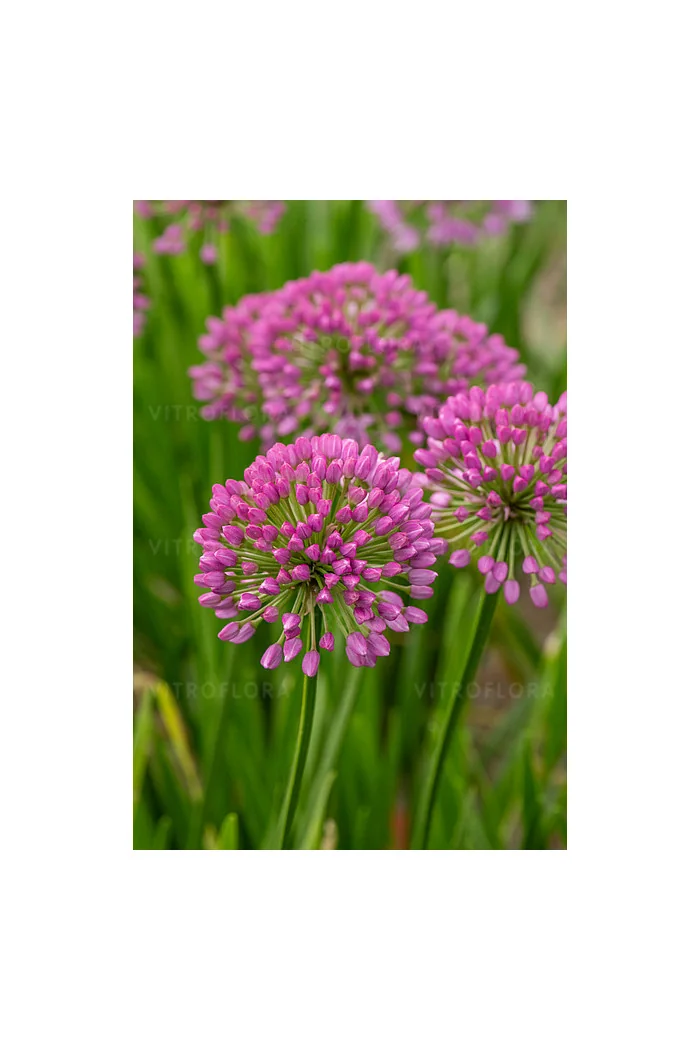 Czosnek 'Millenium' | Allium