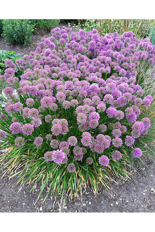 Czosnek 'Millenium' | Allium