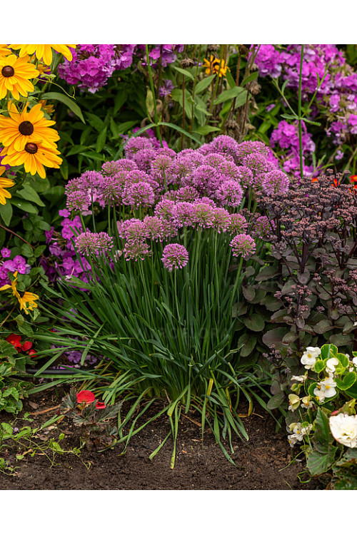 Czosnek 'Millenium' | Allium