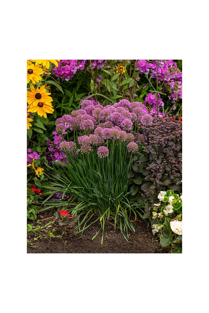 Czosnek 'Millenium' | Allium