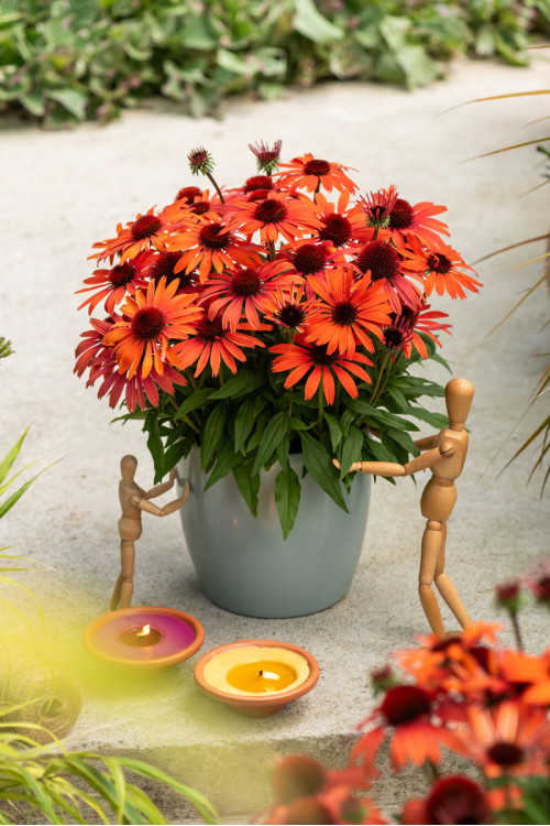 Jeżówka 'SunMagic Vintage Orange' | Echinacea