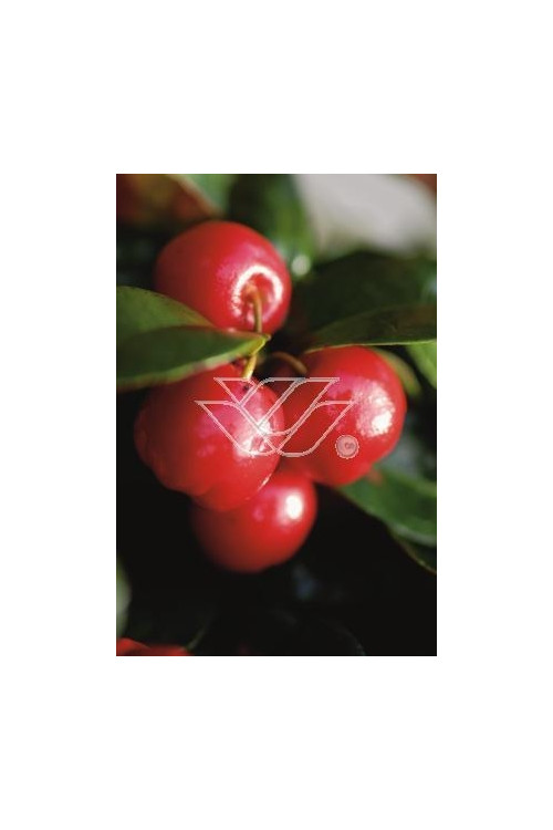 Gloteria rozesłana Gaultheria procumbens