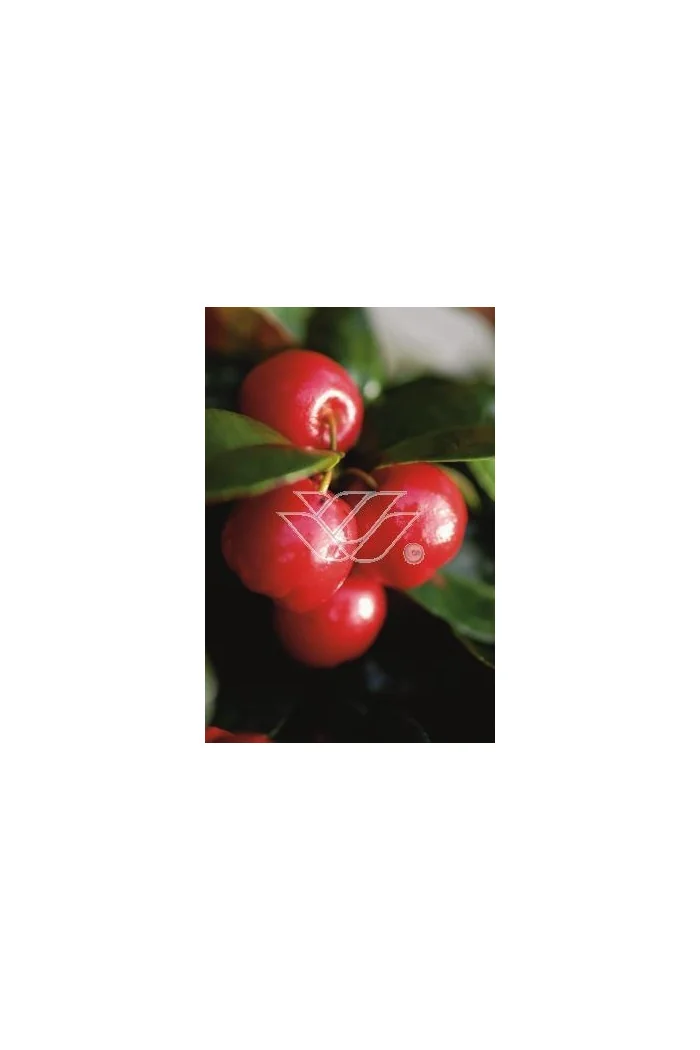 Gloteria rozesłana Gaultheria procumbens