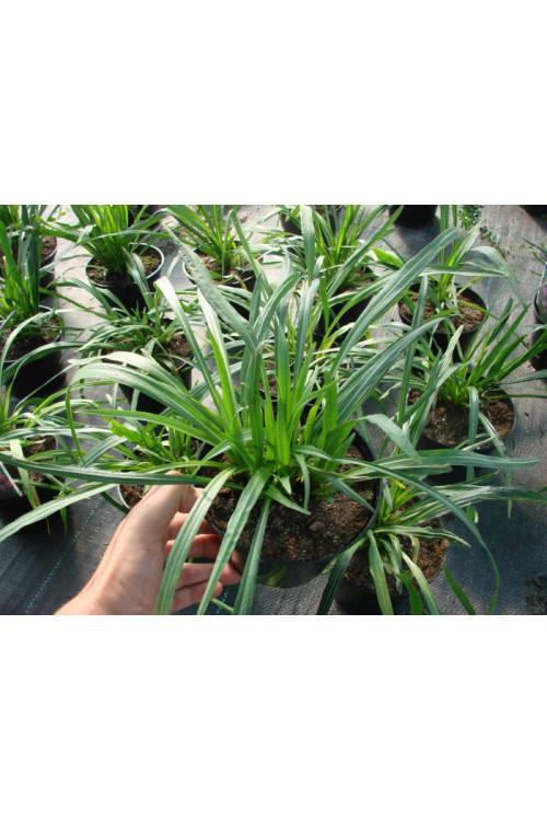 Liatra kłosowa 'Kobold' | Liatris spicata