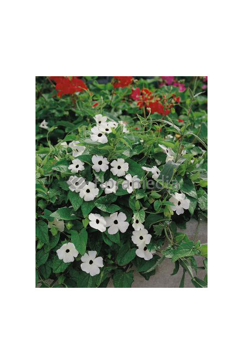 Tunbergia biała | Thunbergia