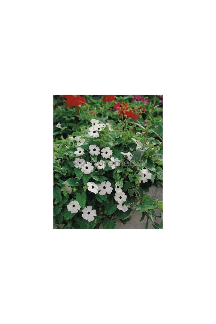 Tunbergia biała | Thunbergia