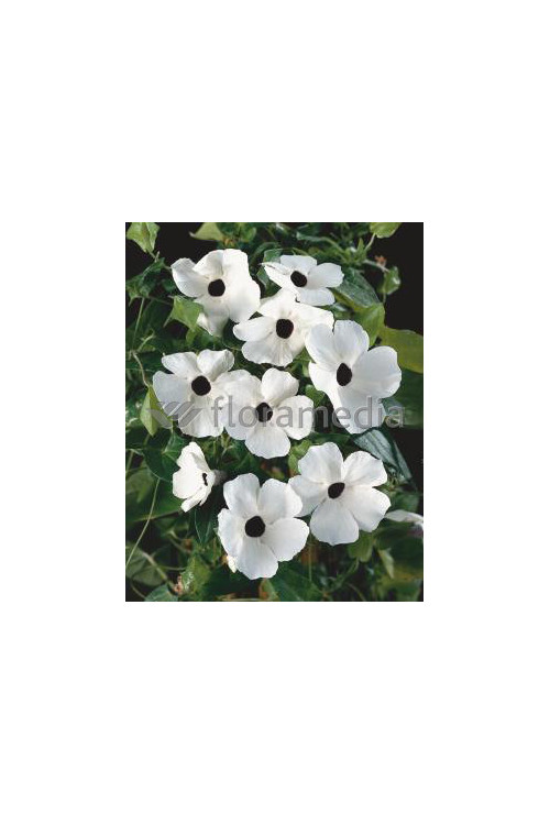 Tunbergia biała | Thunbergia