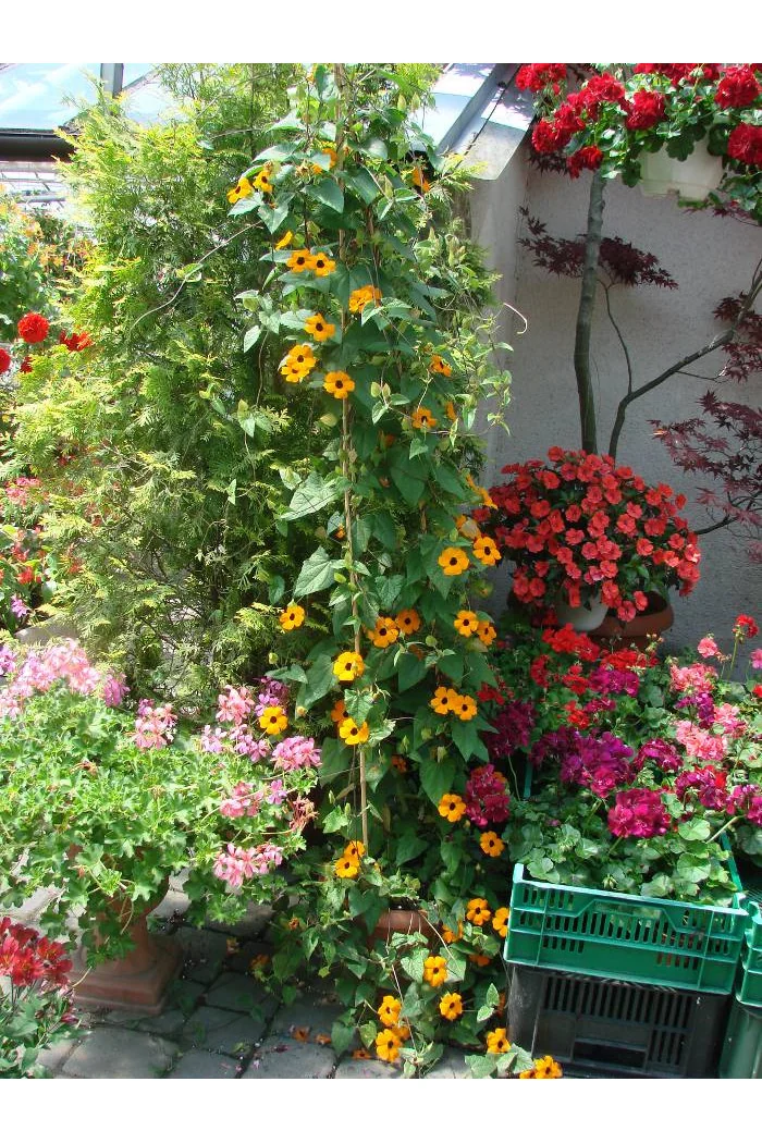 Tunbergia biała | Thunbergia