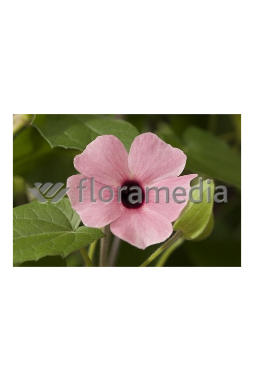 Tunbergia różowa Thunbergia