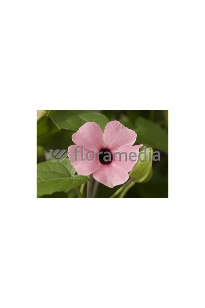 Tunbergia różowa Thunbergia