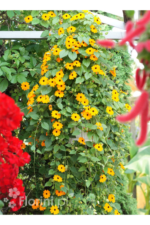 Tunbergia różowa Thunbergia