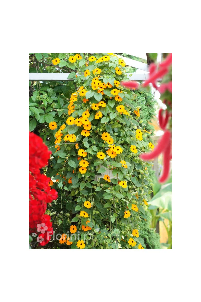 Tunbergia różowa Thunbergia