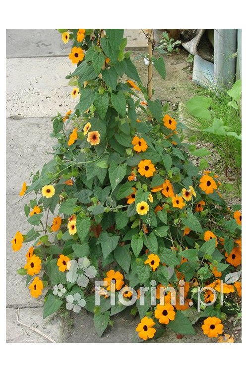 Tunbergia różowa Thunbergia