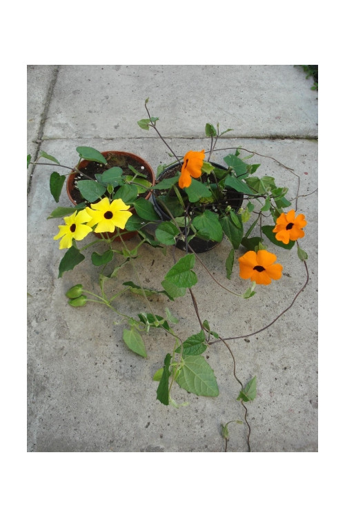 Tunbergia różowa Thunbergia