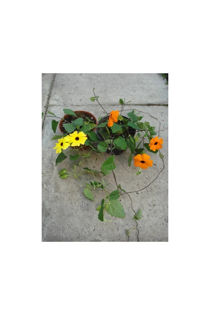 Tunbergia różowa Thunbergia