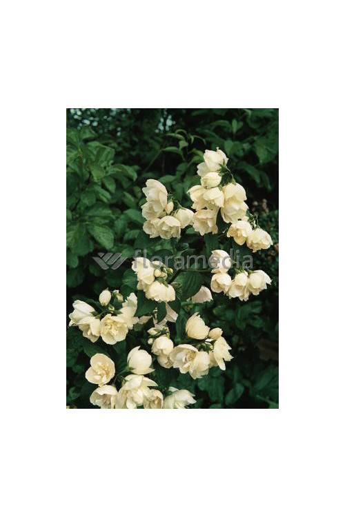 jaśminowiec, jaśminowiec wonny, jaśminowiec Albatre, Philadelphus