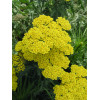 Krwawnik ogrodowy 'Moonshine' | Achillea millefolia