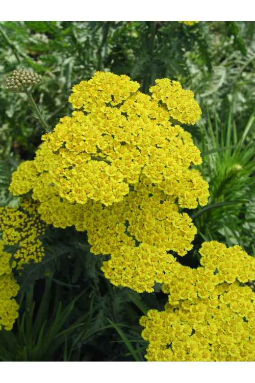 Krwawnik ogrodowy 'Moonshine' | Achillea millefolia