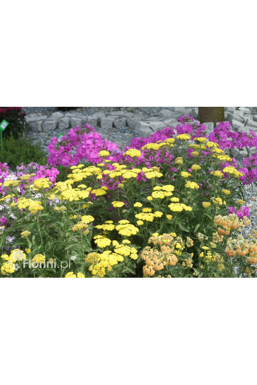 Krwawnik ogrodowy 'Moonshine' | Achillea millefolia