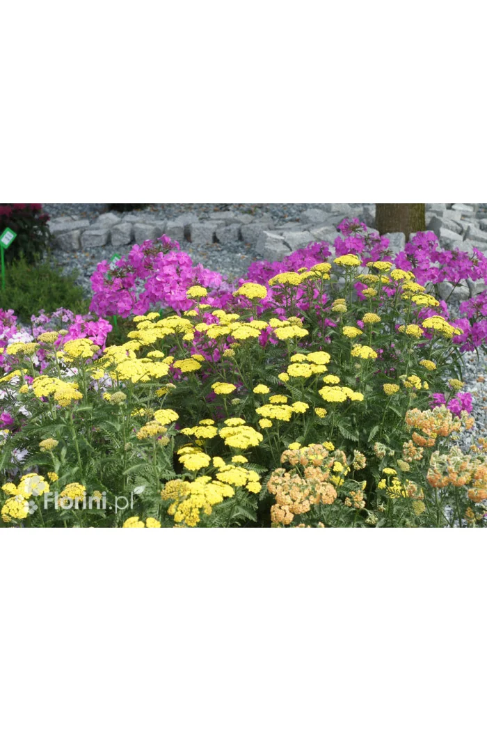Krwawnik ogrodowy 'Moonshine' | Achillea millefolia