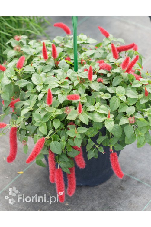 Pokrzywiec (kocie ogony) | Acalypha