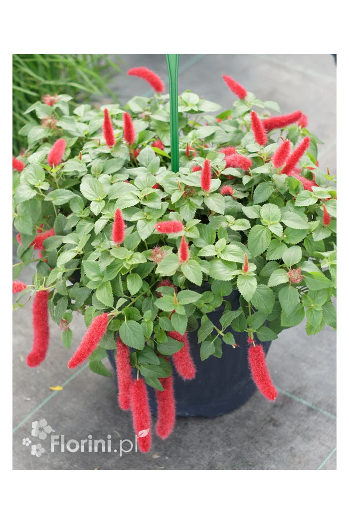 Pokrzywiec (kocie ogony) | Acalypha