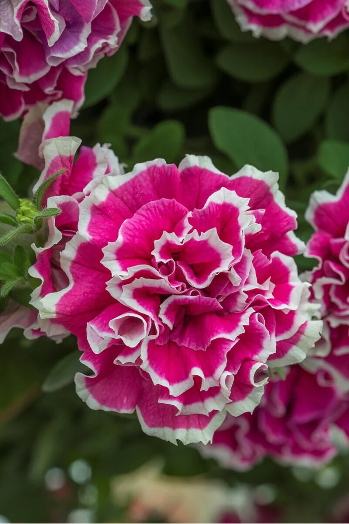 Petunia 'Tumbelina Anna' | Petunia x hybrida