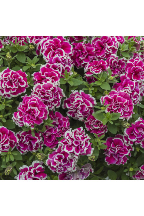 Petunia 'Tumbelina Anna' | Petunia x hybrida