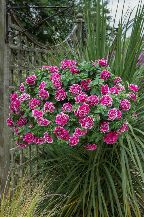 Petunia 'Tumbelina Anna' | Petunia x hybrida