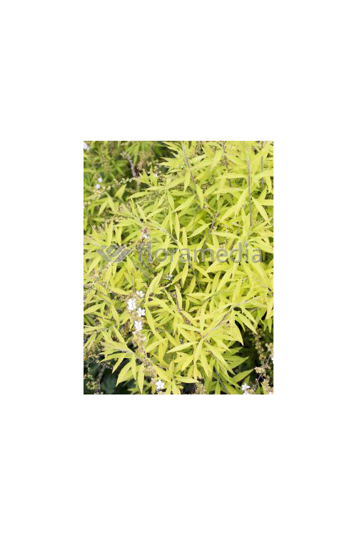 Tawuła thunberga 'Ogon' | Spiraea thunbergii