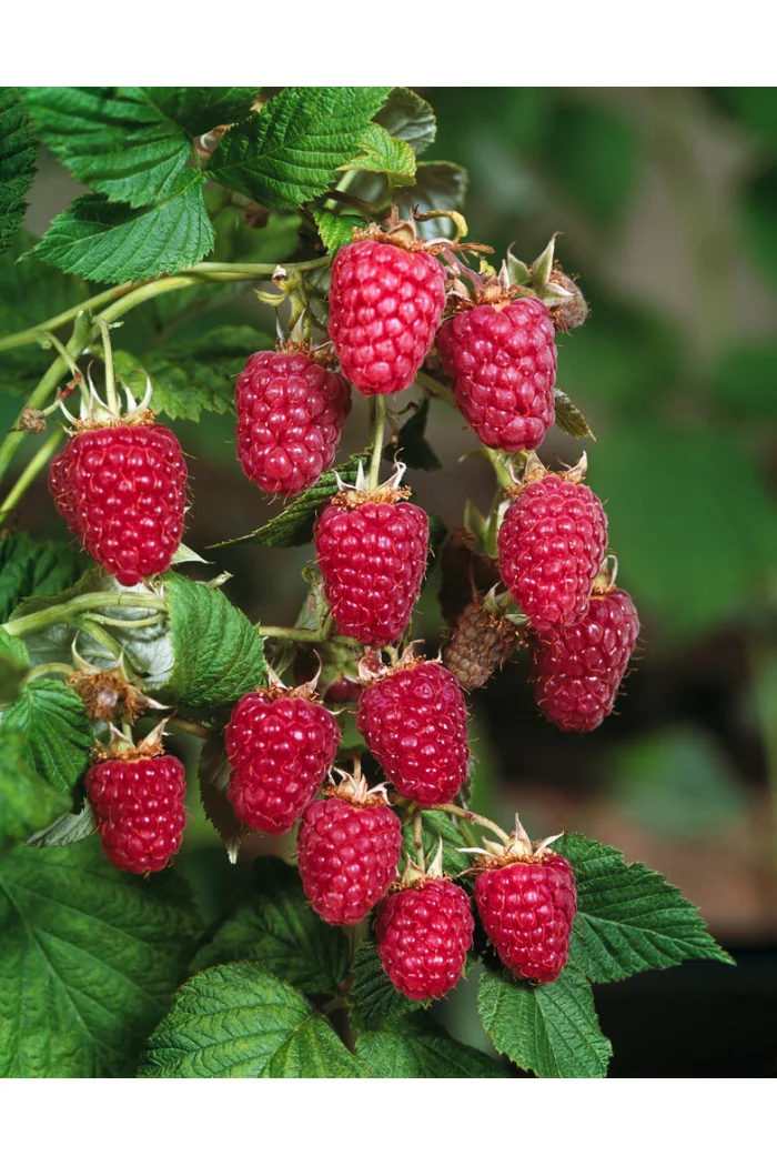 Malina 'Polesie' Rubus idaeus
